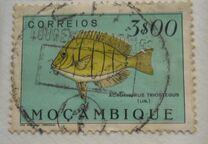 [Fish, ประเภท CK]