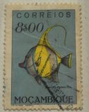 [Fish, ประเภท CQ]