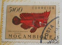 [Fish, ประเภท CO]