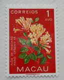 [Indigenous Flowers, type CI]