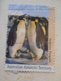 [Antarctic Wildlife, type CP]