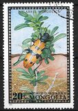 [Beetles, type XQ]