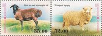 [Breeds of Sheep, Typ ACO]