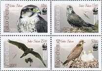 [WWF - Saker Falcon, type TK]