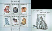 [Domestic Cats, Вид ACB]
