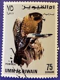 [Birds - Falcons, type HT]