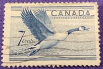 [Birds - Canada Goose, tip GD]