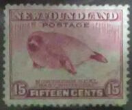 [Newfoundland Issue, type DW]