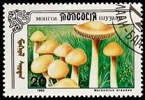 [Mushrooms, тып CCU]