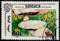 [Mushrooms, тып CCY]