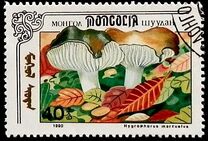 [Mushrooms, тып CCW]