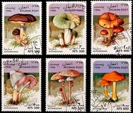 [Mushrooms, タイプ ALQ]