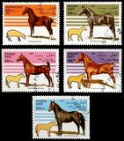 [Horses, type AMR]