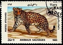 [WWF - Leopard, type ADJ]