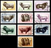[Mongolian Animals, tegund CT]