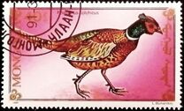 [Chicken, Geese and Birds, タイプ CBG]