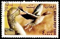 [Fauna - Birds, type AVD]