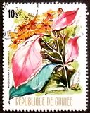 [Flowers of Guinea, type OX]