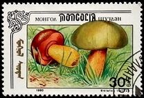 [Mushrooms, тып CCV]