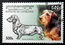 [Dogs - Dachshunds, 类型 BVB]