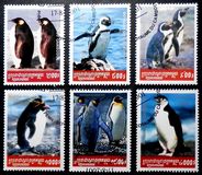 [Penguins, סוג BZF]