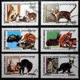 [Cats, type BVO]