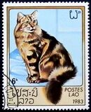 [Domestic Cats, Tip ZL]