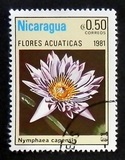 [Aquatic Flowers, type BCG]