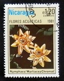 [Aquatic Flowers, type BCI]
