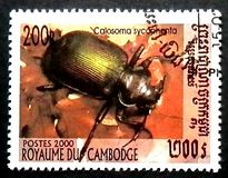 [Beetles, type BSC]