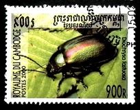 [Beetles, type BSE]