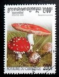 [Fungi, тип BTE]