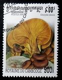 [Fungi, тип BTG]