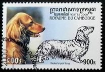 [Dogs - Dachshunds, type BVC]