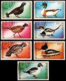 [Chicken, Geese and Birds, Tipi CBE]