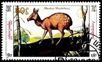 [Siberian Musk Deer, typ BWF]
