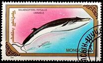 [Whales and Dolphins, type BWP]