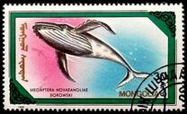 [Whales and Dolphins, type BWQ]