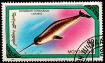 [Whales and Dolphins, type BWR]