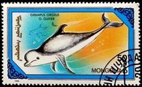[Whales and Dolphins, type BWS]