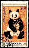 [The Giant Panda, type BXG]