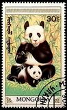 [The Giant Panda, type BXH]