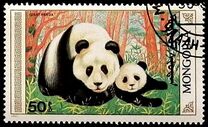 [The Giant Panda, type BXJ]
