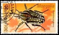 [Beetles, type CBW]