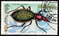 [Beetles, type CBX]