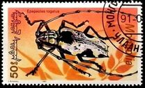 [Beetles, type CBY]