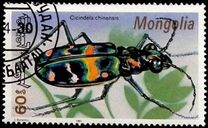 [Beetles, type CBZ]