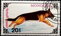 [Dogs, type CDM]
