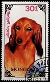 [Dogs, type CDN]