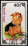 [Dogs, type CDO]